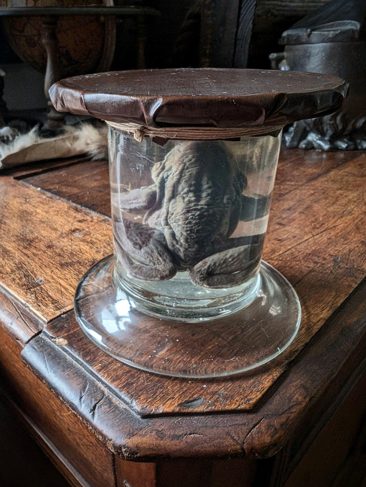 Antique Preserved Toad – Boubée Collection - Wet Specimen (100 years)