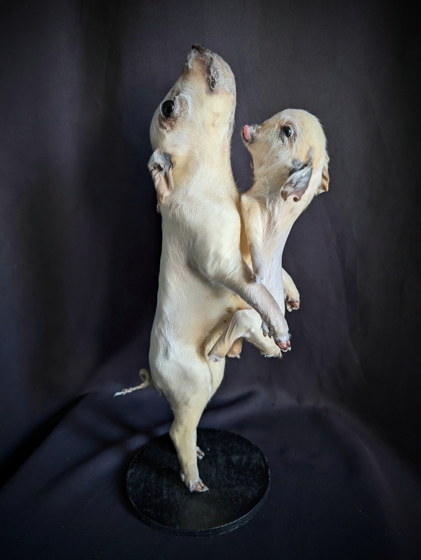 Rare taxidermy of a Siamese Pig !