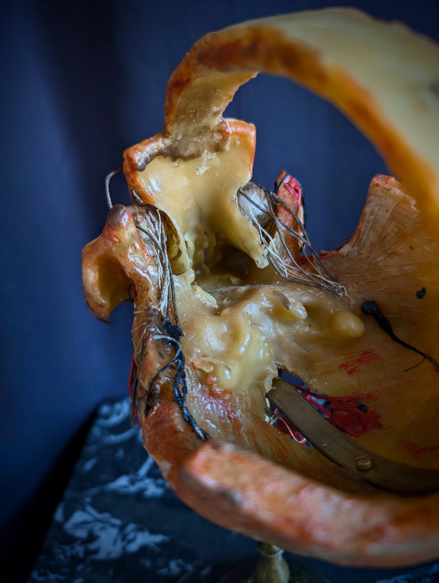 Original mid-20th century anatomical Wax head (Rare !)