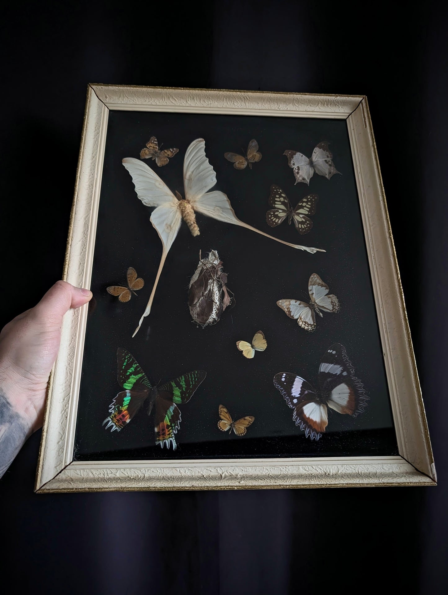 Antique butterfly entomological display case (mid-20th century, Actias Luna and others )