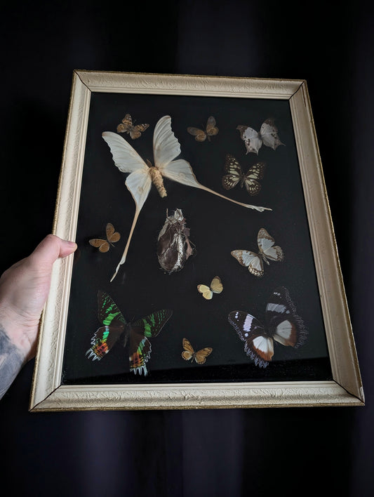 Antique butterfly entomological display case (mid-20th century, Actias Luna and others )