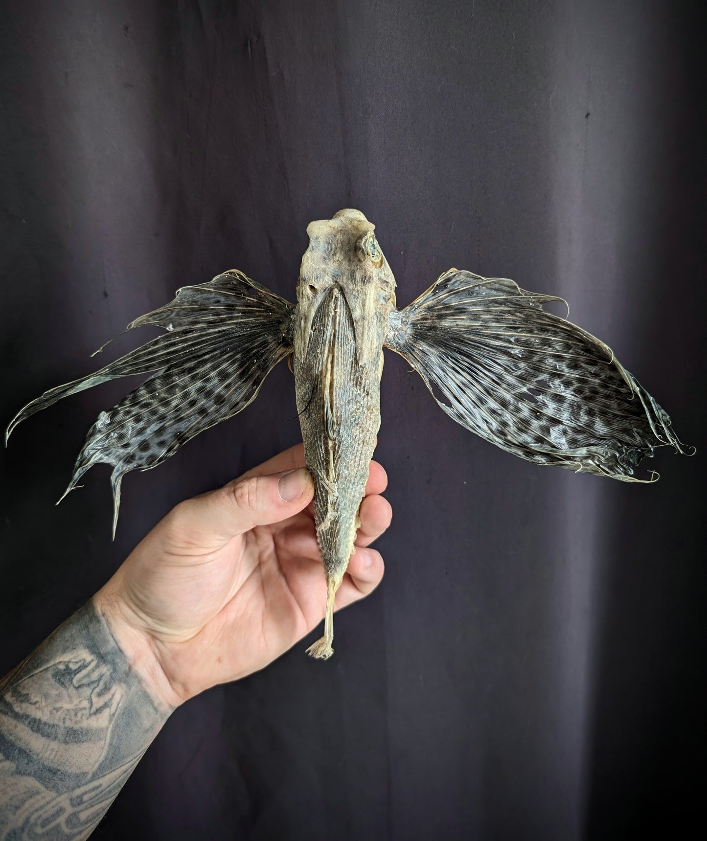 Old Rare Flying Fish taxidermy