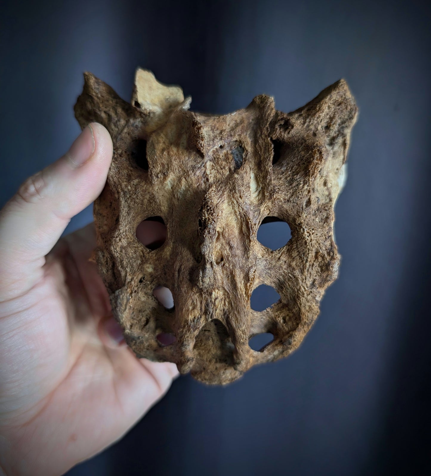 Antique Sacrum with dark patina