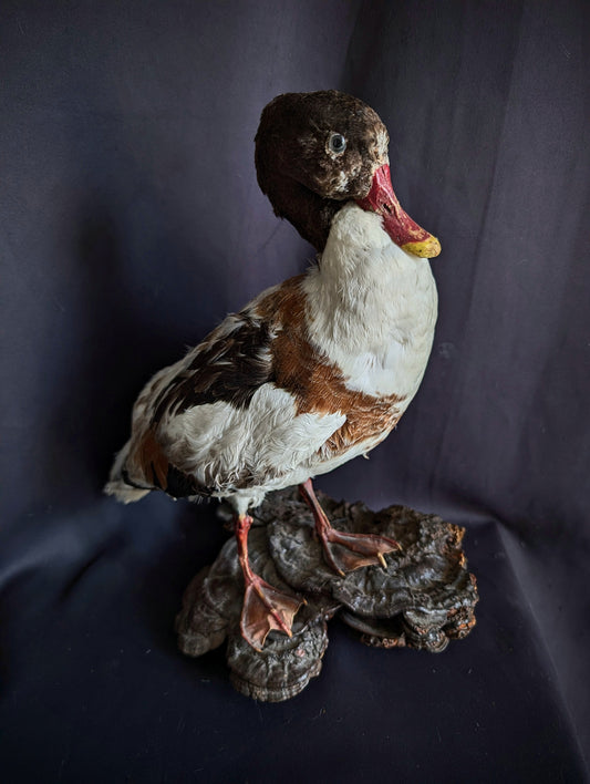 Antique Duck taxidermy on a fungus base (1960's)