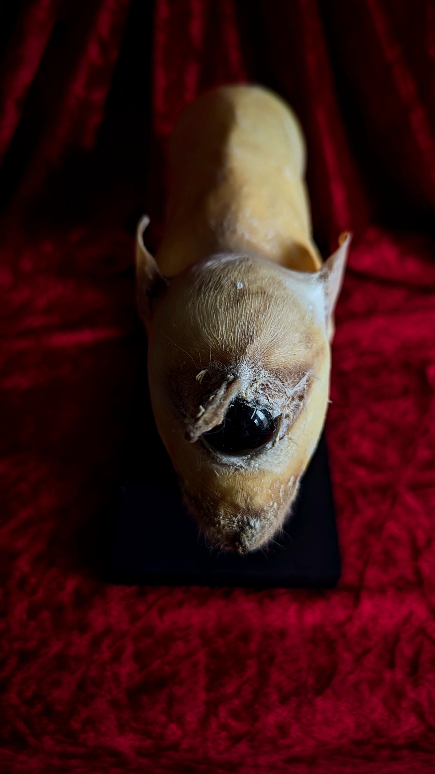 Rare Unicorn Cyclops Pig Taxidermy ! freak