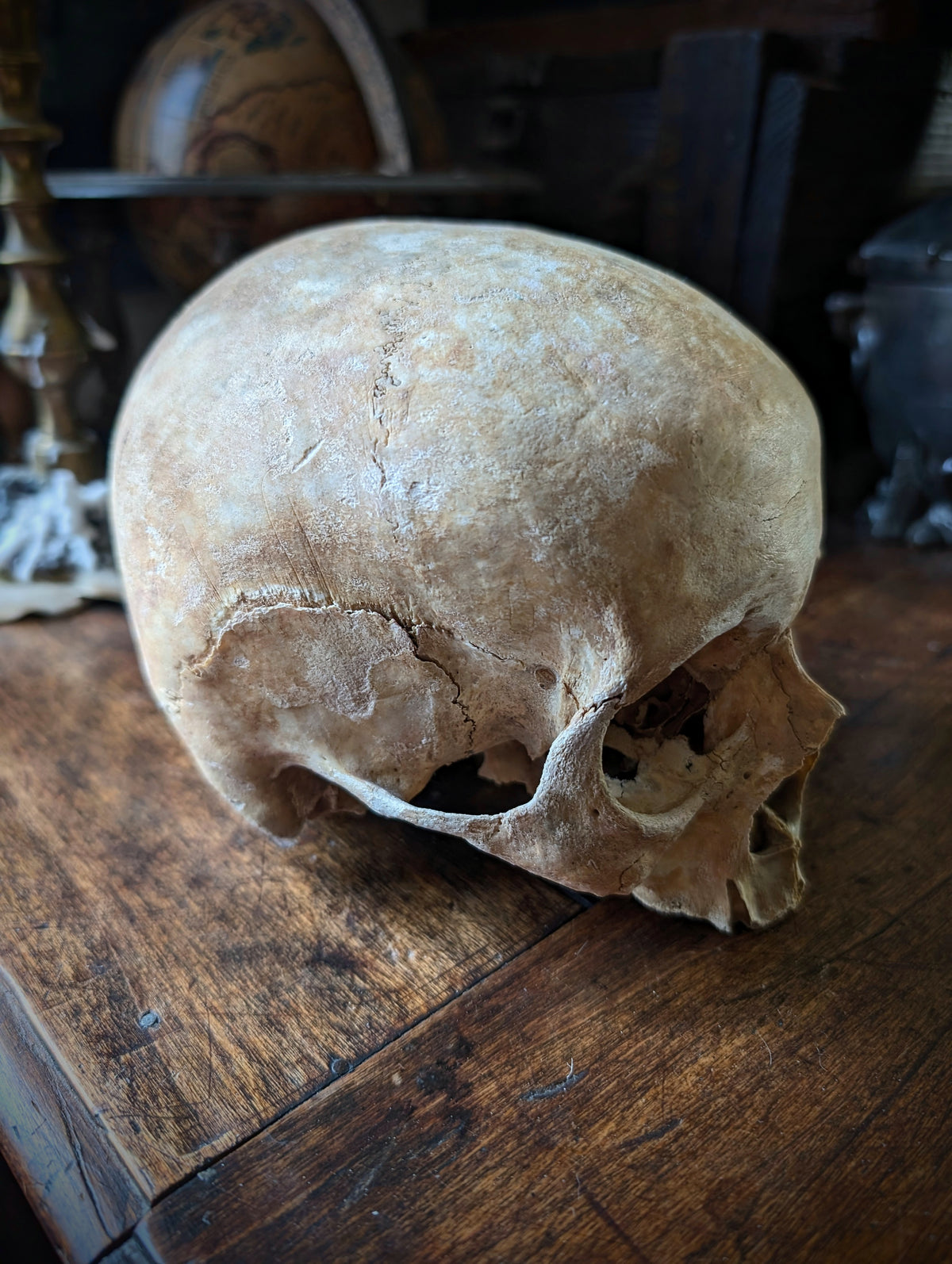 Antique female skull from Spain, late 19th century
