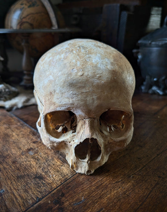 Antique female skull from Spain, late 19th century