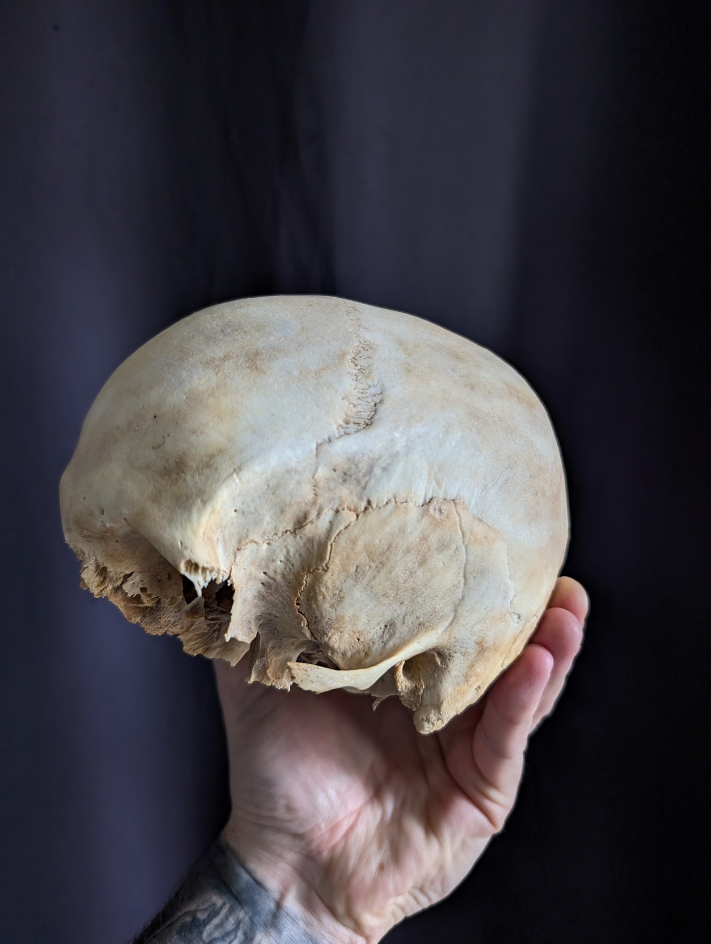 Antique skull from Italy (early 1900)