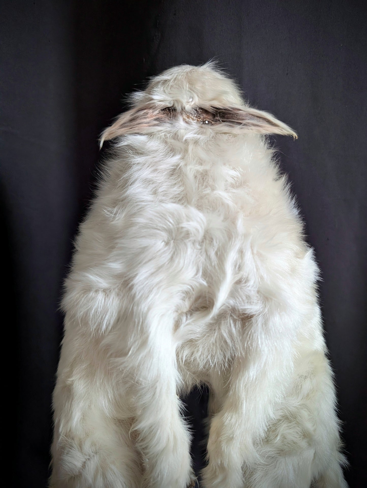 Very Rare Congenital Malformation , Caudal Duplication / Polymelia Cyclops ! (museum quality)
