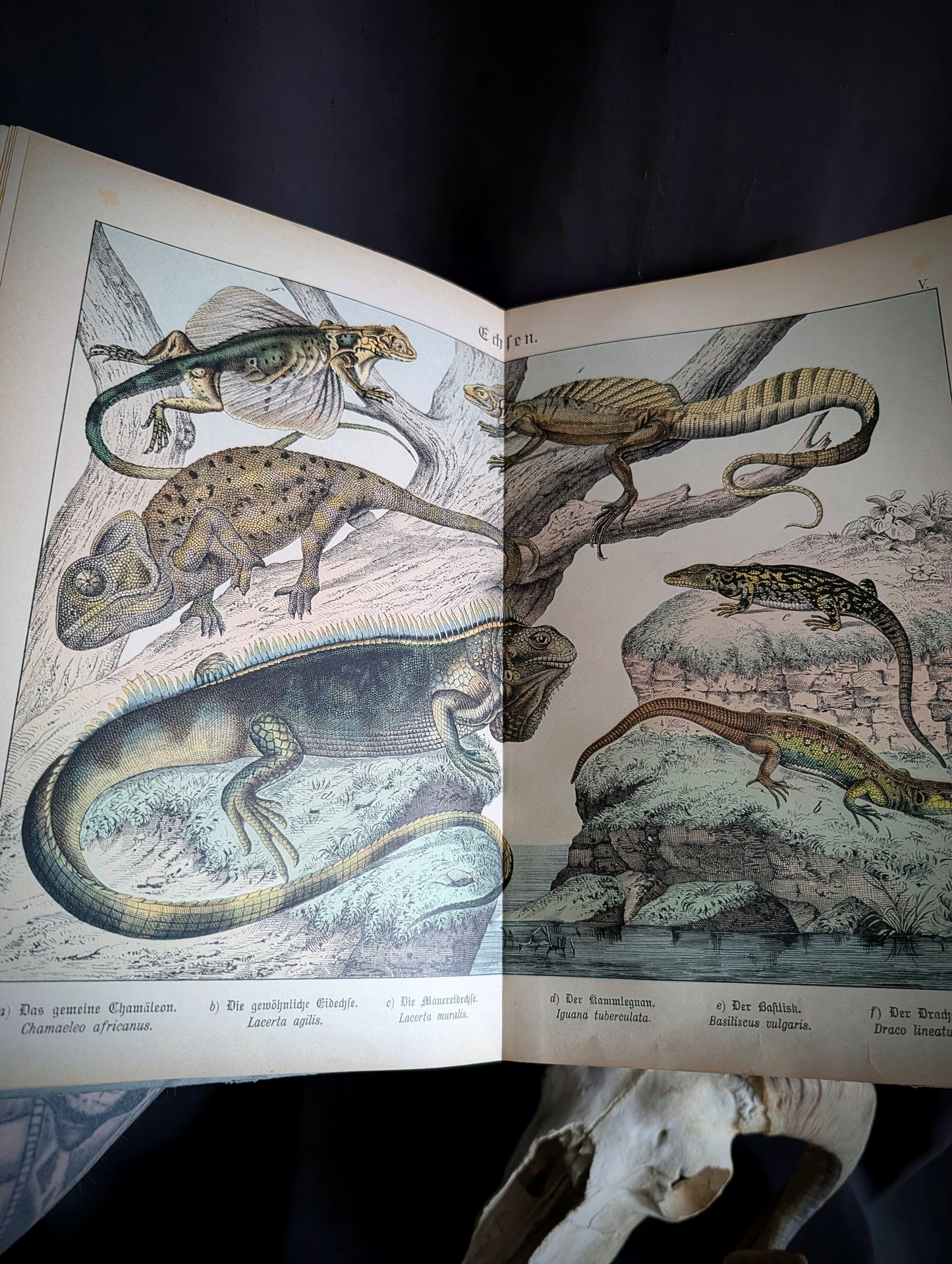 Old German book from 1886 "Naturgeschichte der Reptilien, Amphibien, Fische, Insekten.." by Dr Schubert