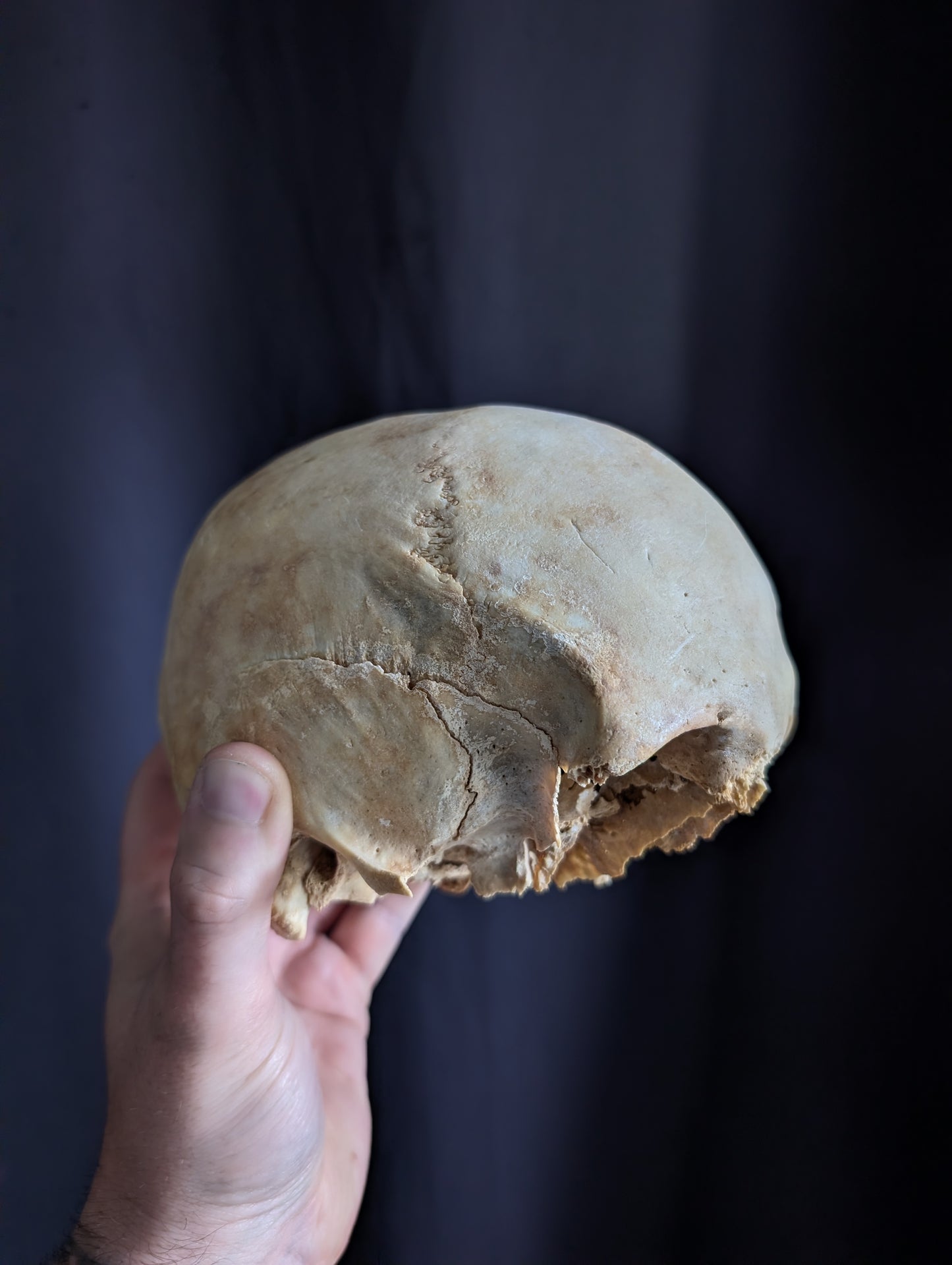 Antique skull from Italy (early 1900)