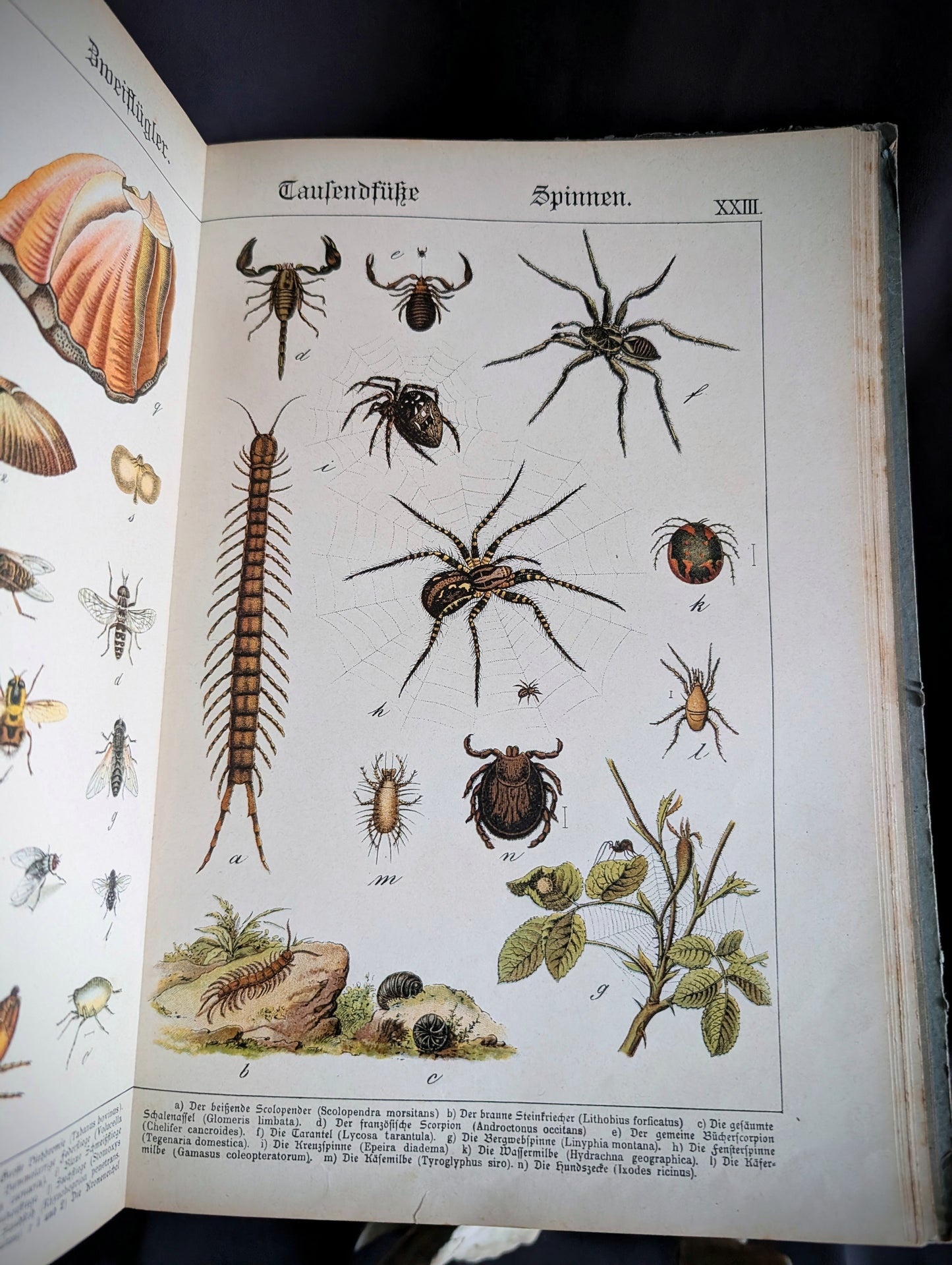 Old German book from 1886 "Naturgeschichte der Reptilien, Amphibien, Fische, Insekten.." by Dr Schubert