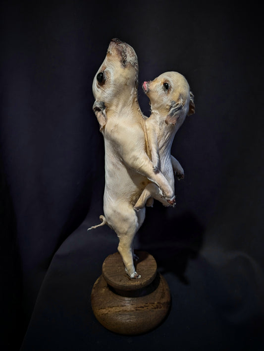 Rare taxidermy of a Siamese Pig !