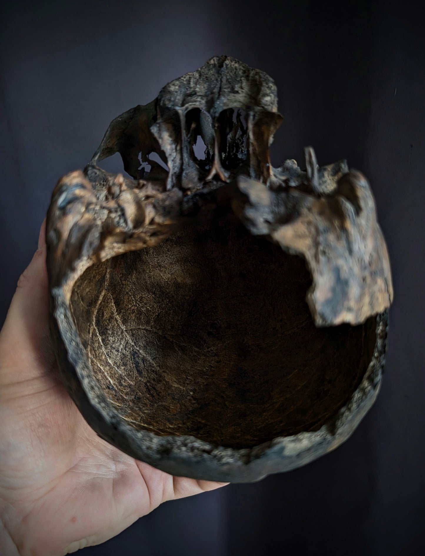 Antique geriatric skull with a dark patina, 19th century