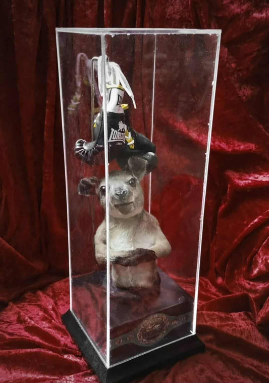 Taxidermy of a baby kangaroo boxer in box