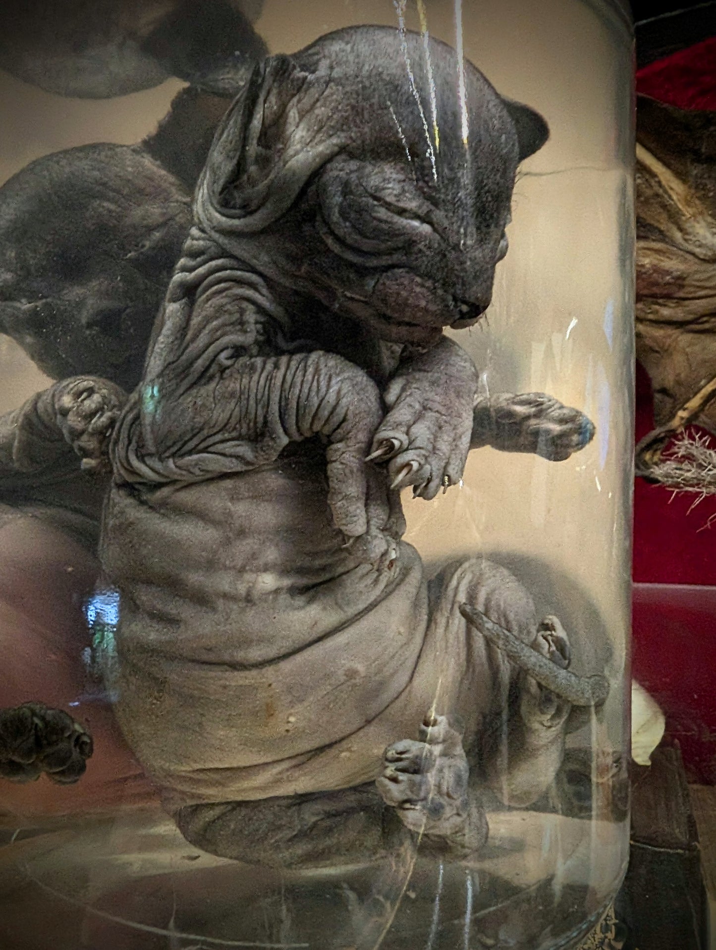 Two Sphinx brothers, wet specimens  (Rare !!)