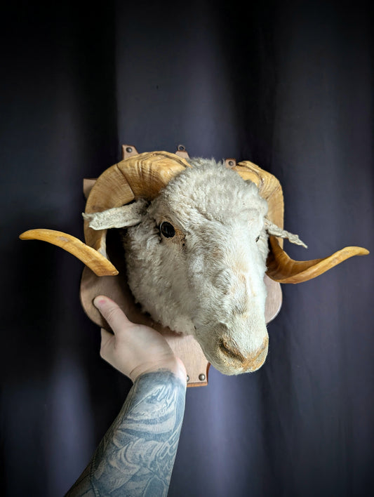 Antique Sheep taxidermy