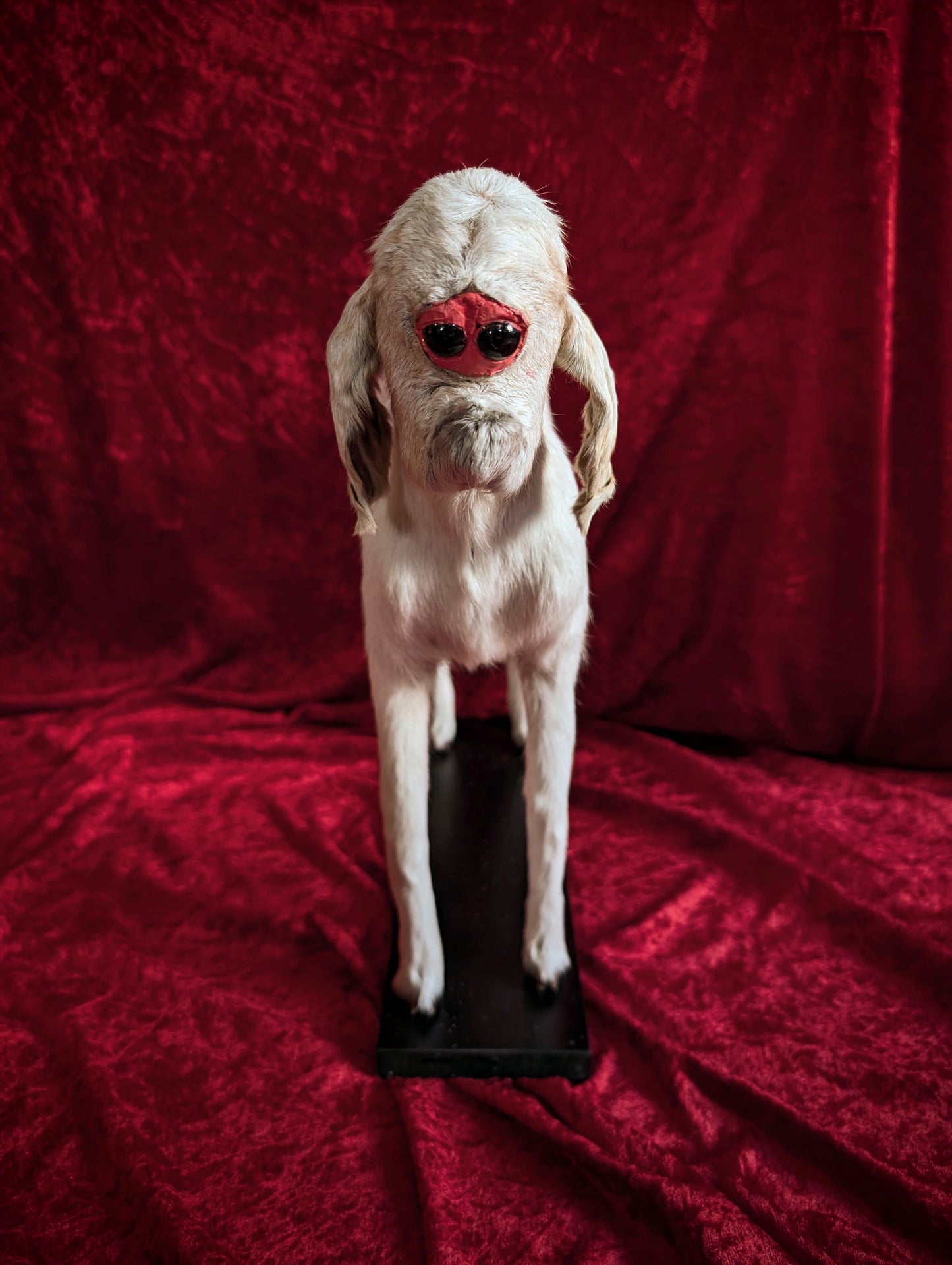 Rare Cyclop Goat taxidermy
