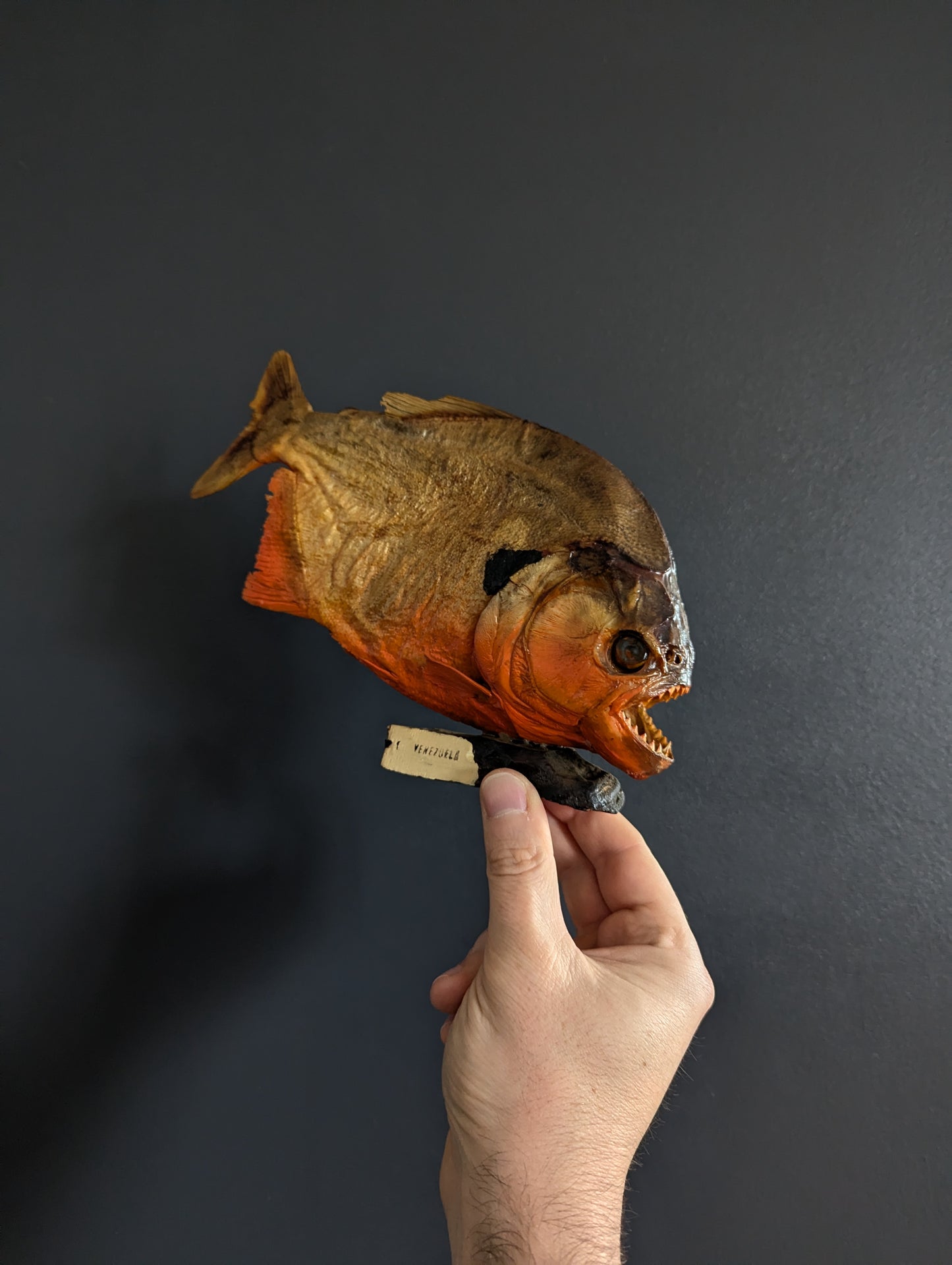 Piranha Taxidermy from Venezuela