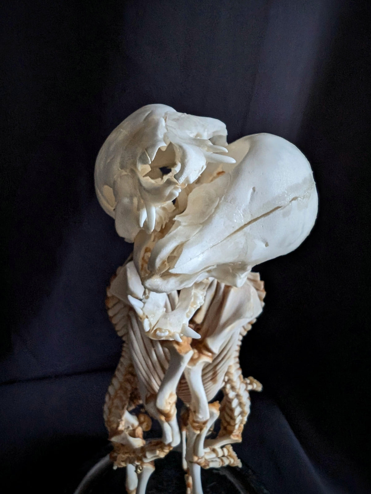 Rare Cephalopagus Pig Twin Skeleton "The Self-Devouring Form"