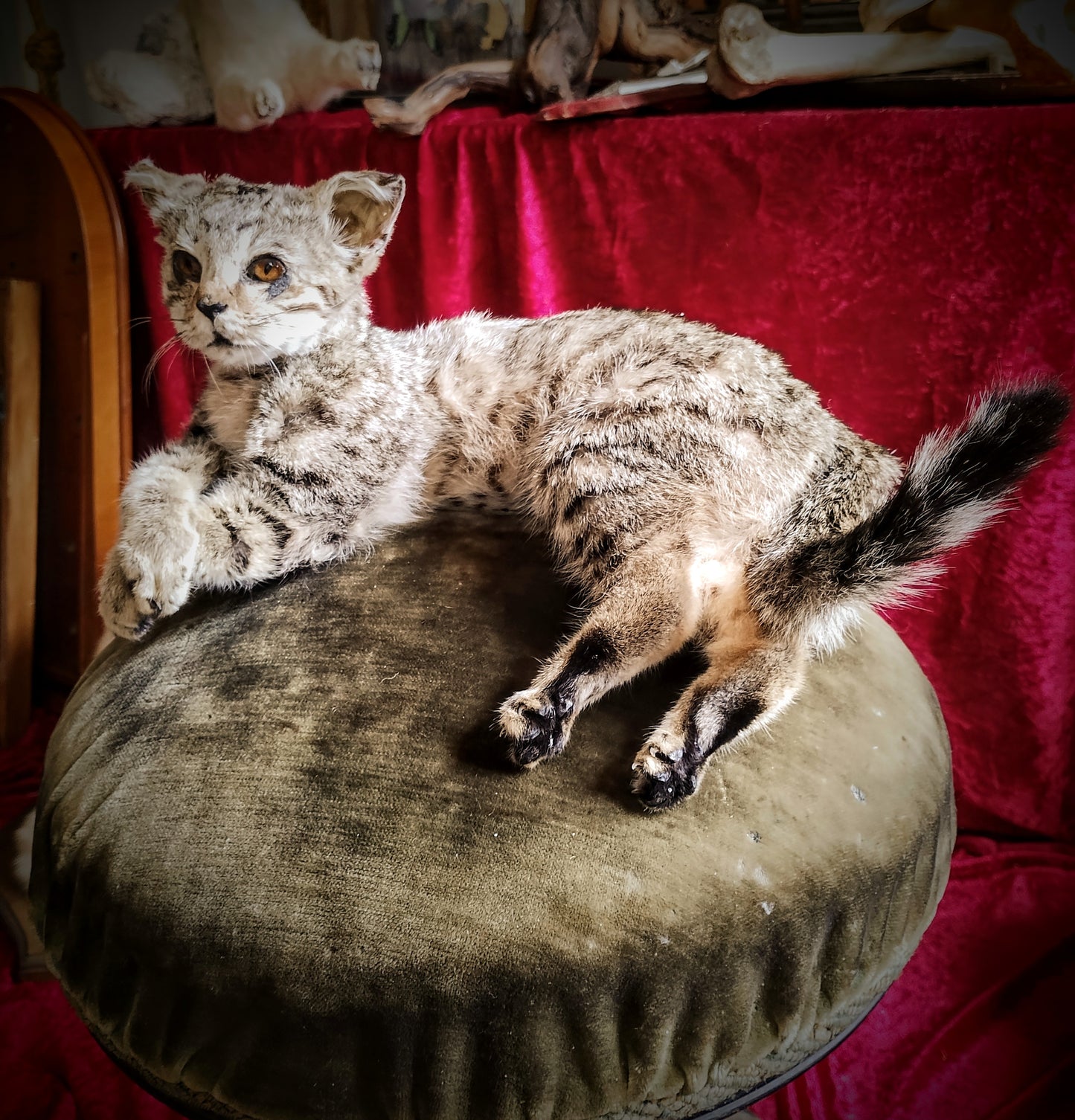 Cat Taxidermy full mount professionnal quality