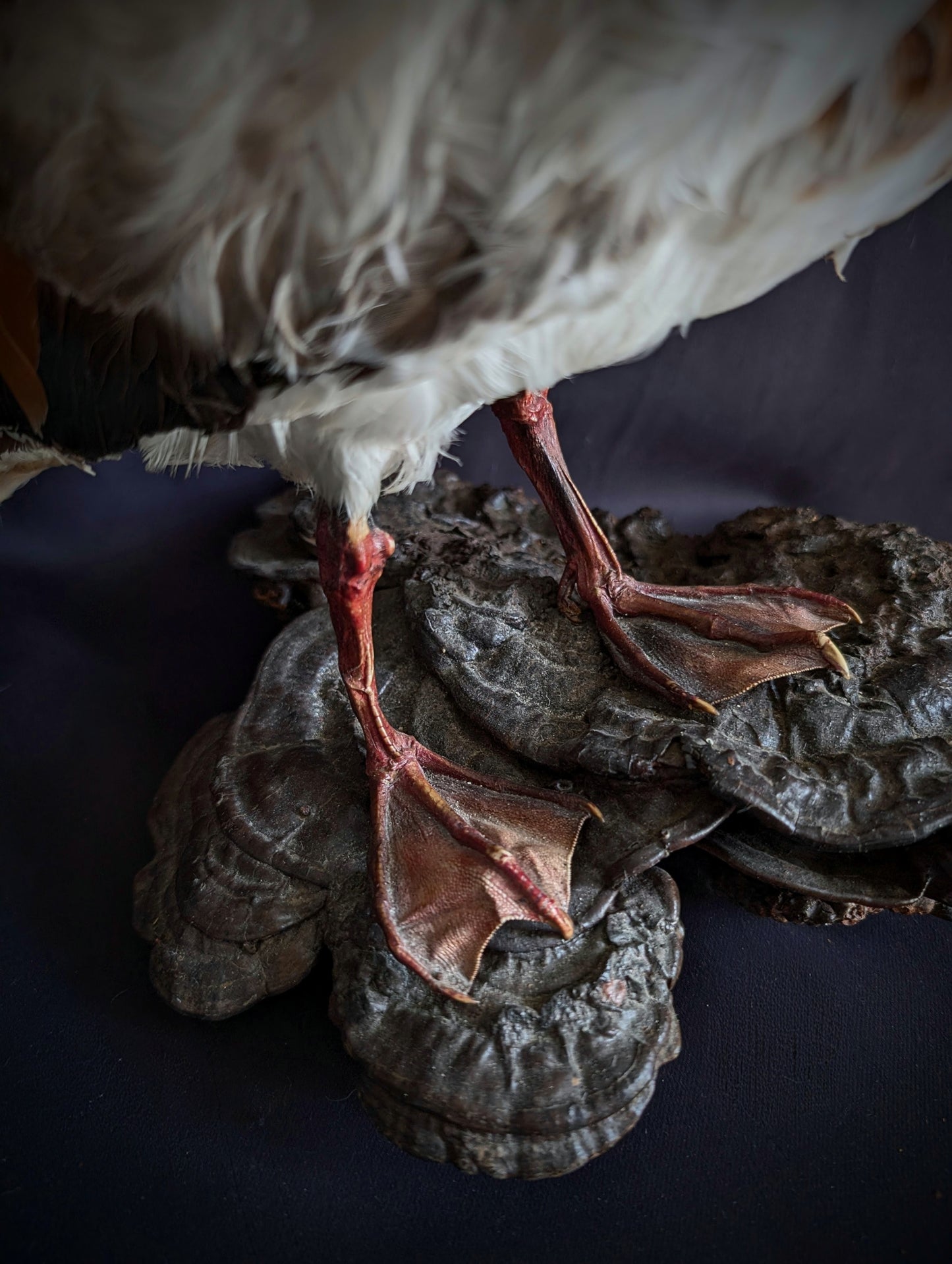Antique Duck taxidermy on a fungus base (1960's)