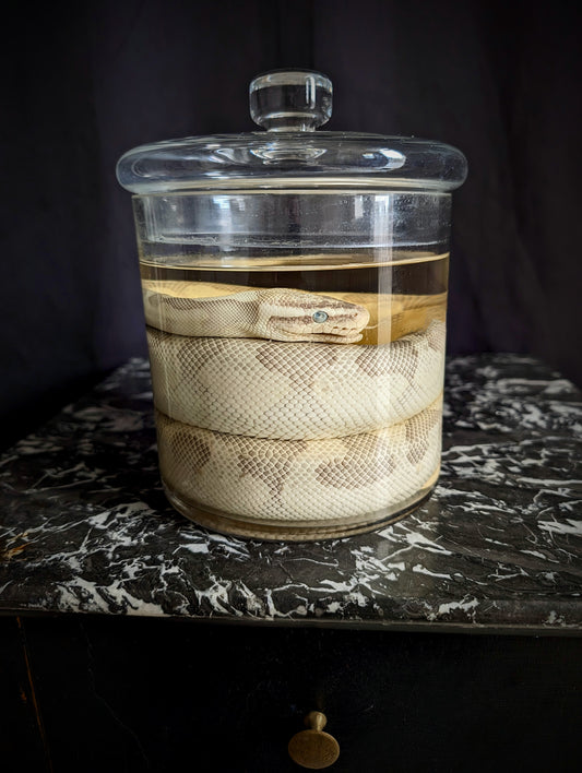Python snake Wetspecimen in jar