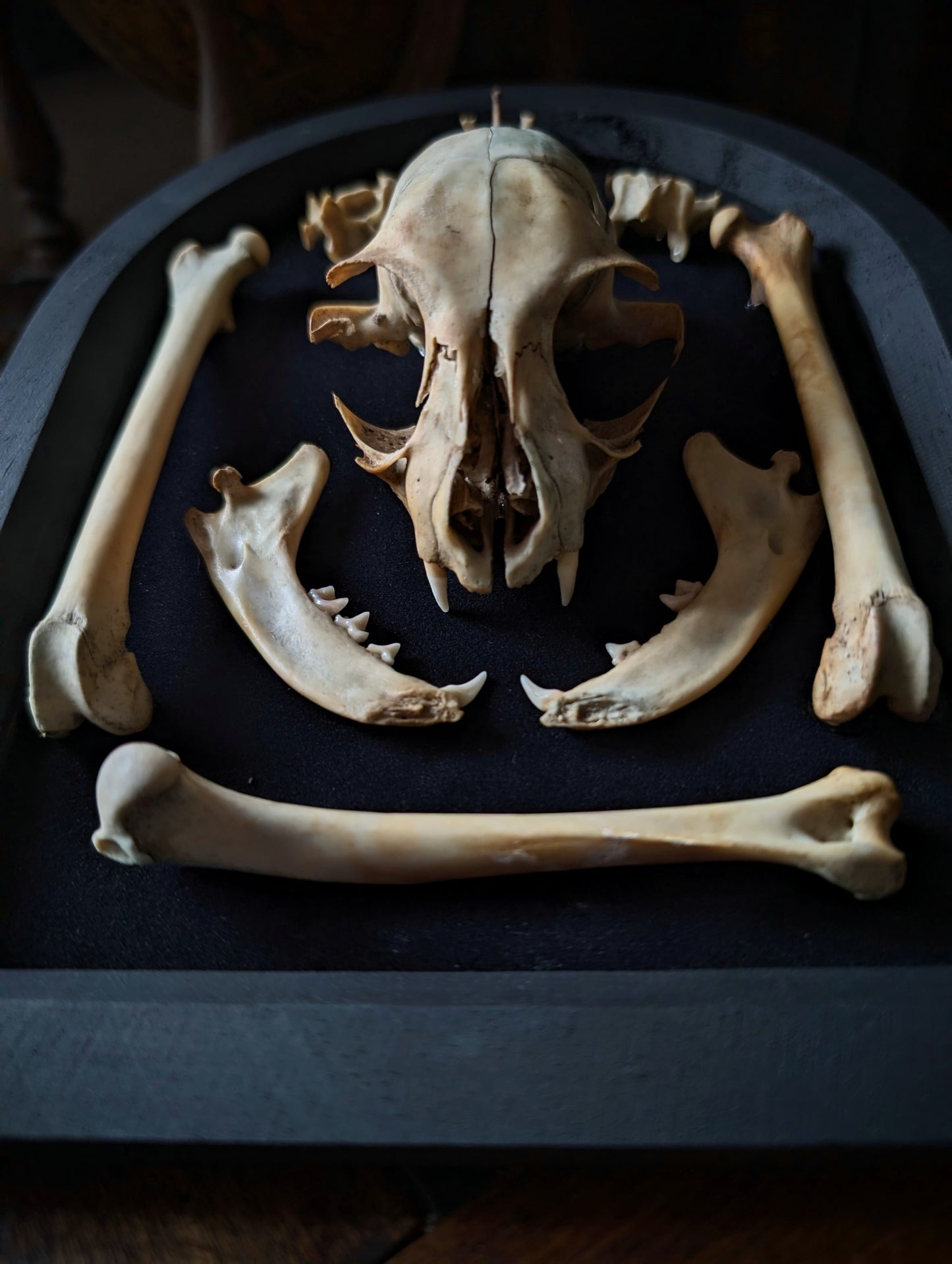 Cat skull and bones displayed in a black arched frame