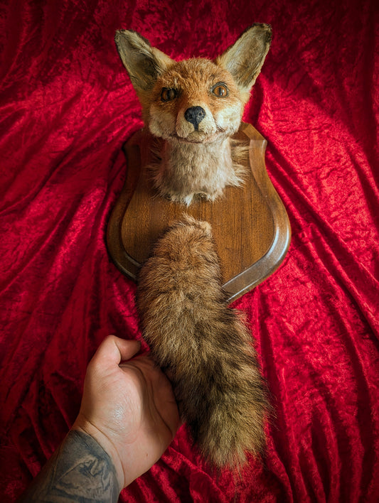 Antique fox head with tail on trophy