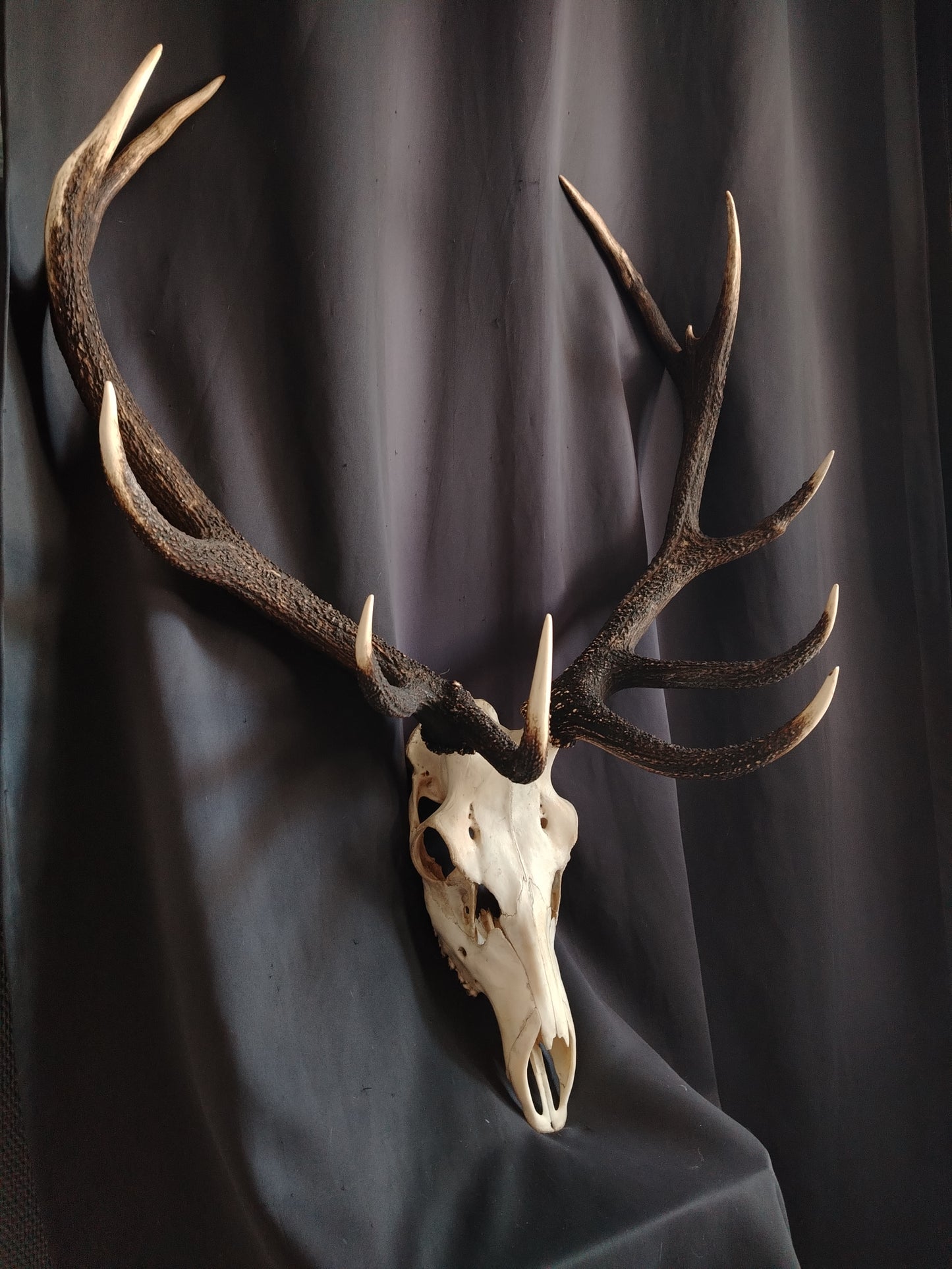Deer Skull