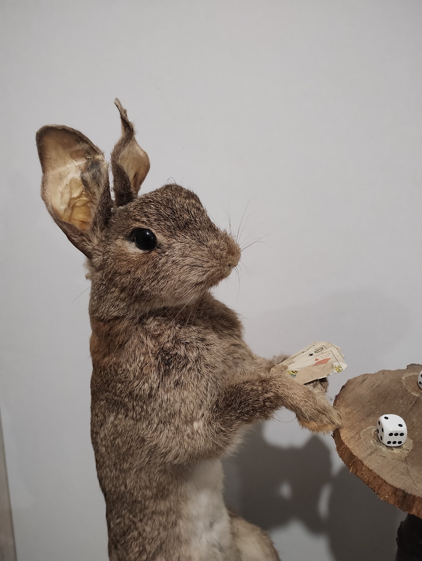 Antique Taxidermy of Rabbits