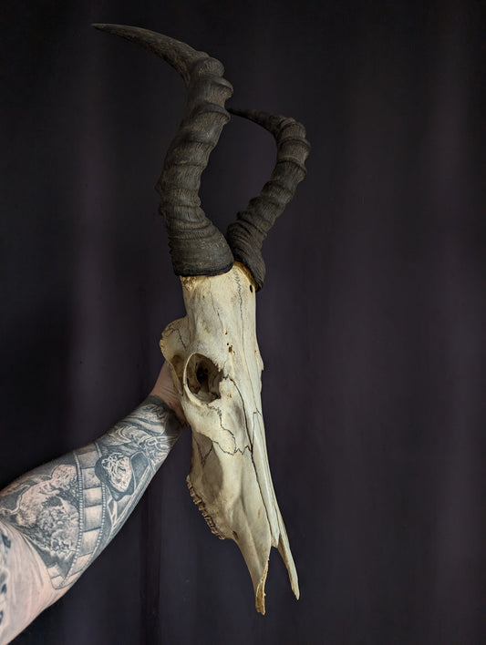 Hartebeest skull (Bubale 86cm)