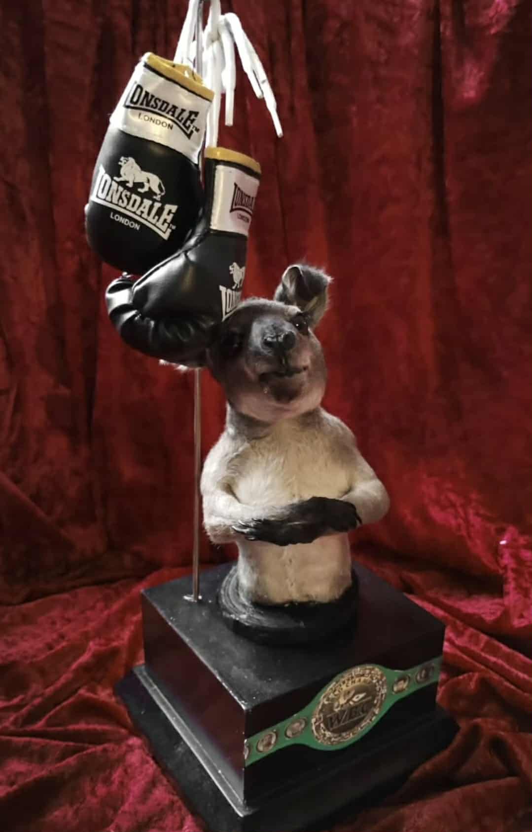 Taxidermy of a baby kangaroo boxer in box