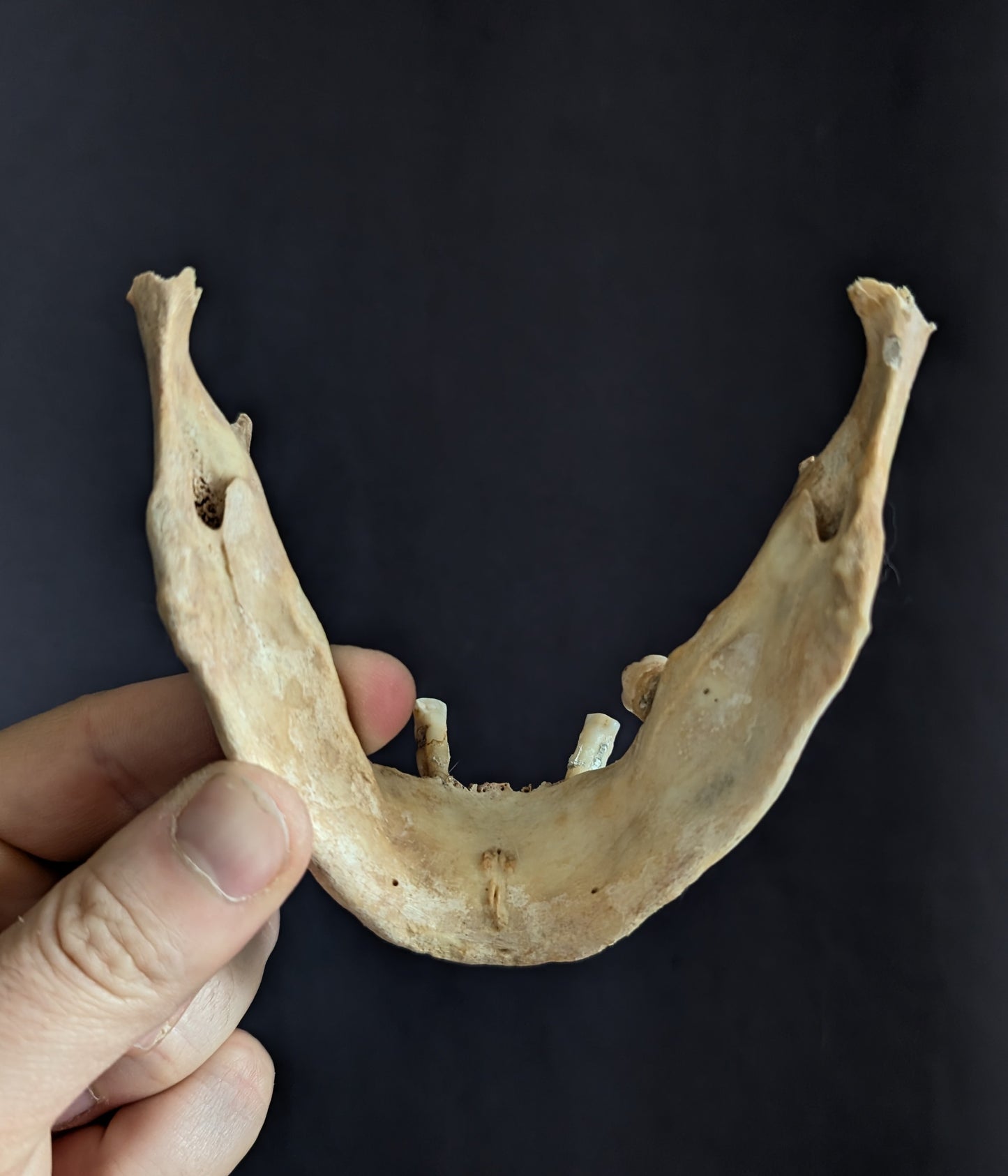 Old mandible