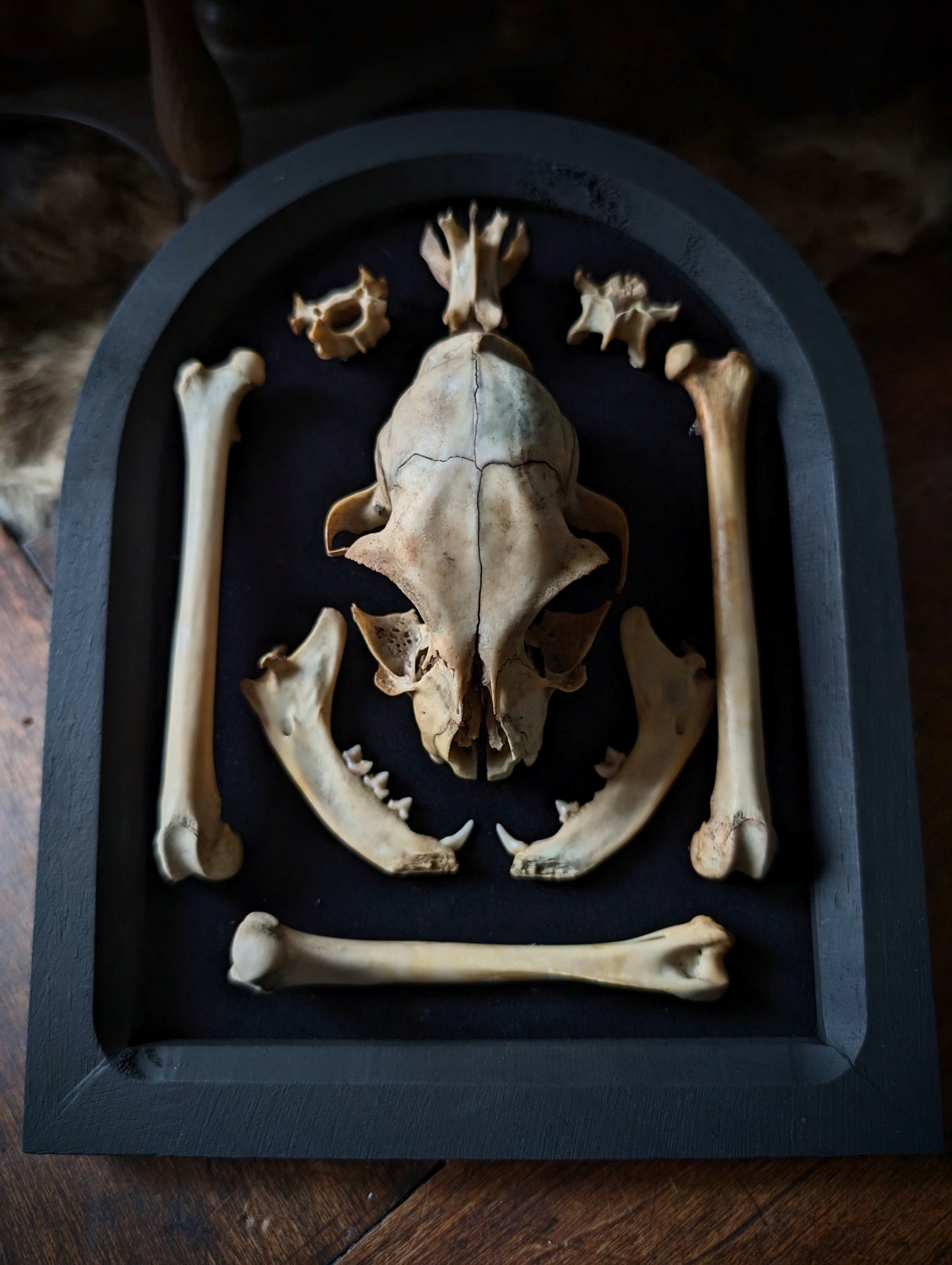 Cat skull and bones displayed in a black arched frame