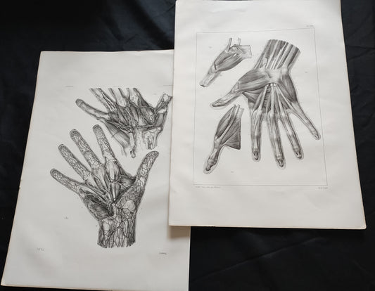 Old 19th anatomy lithograph set #7