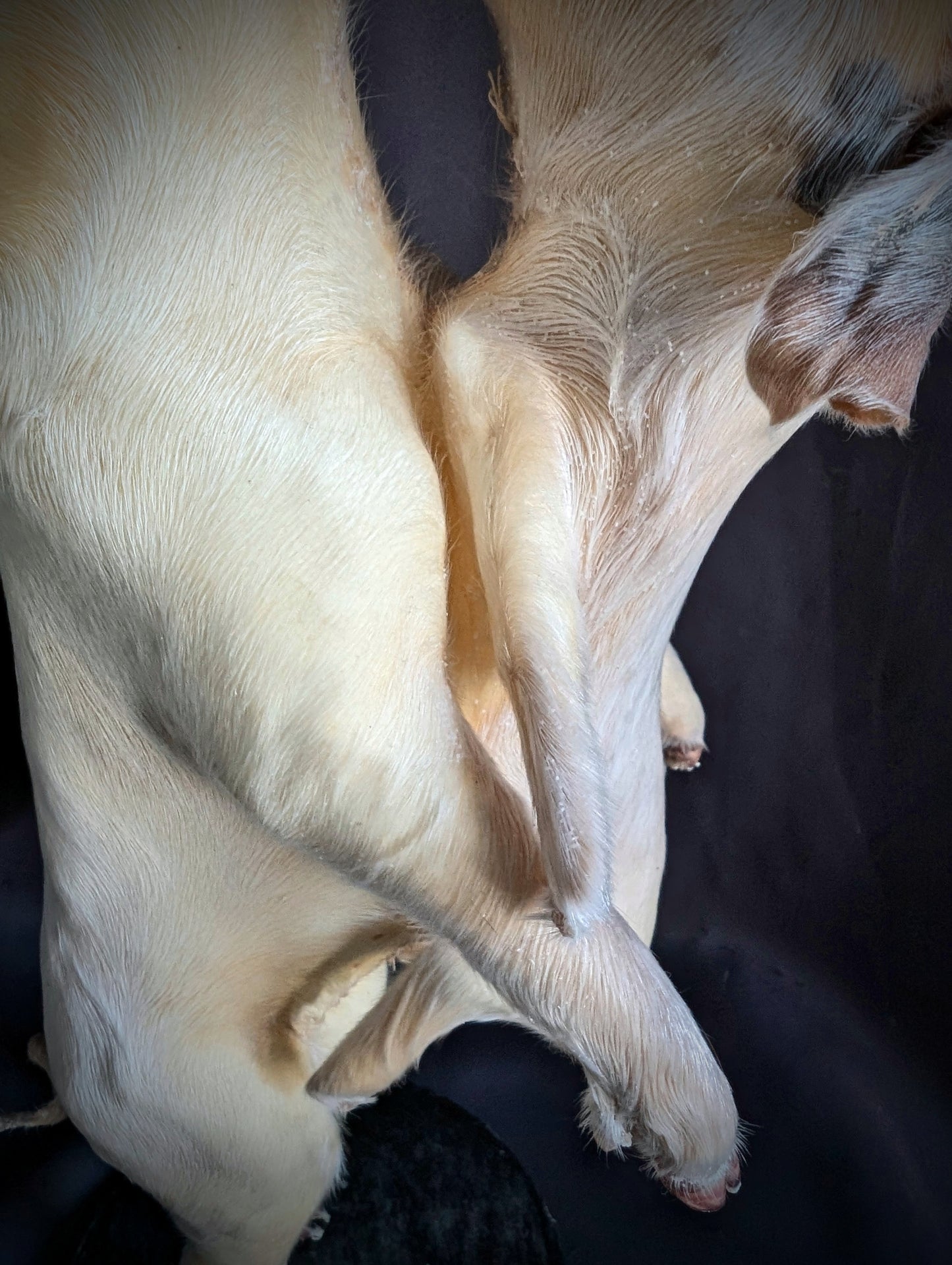 Rare taxidermy of a Siamese Pig !