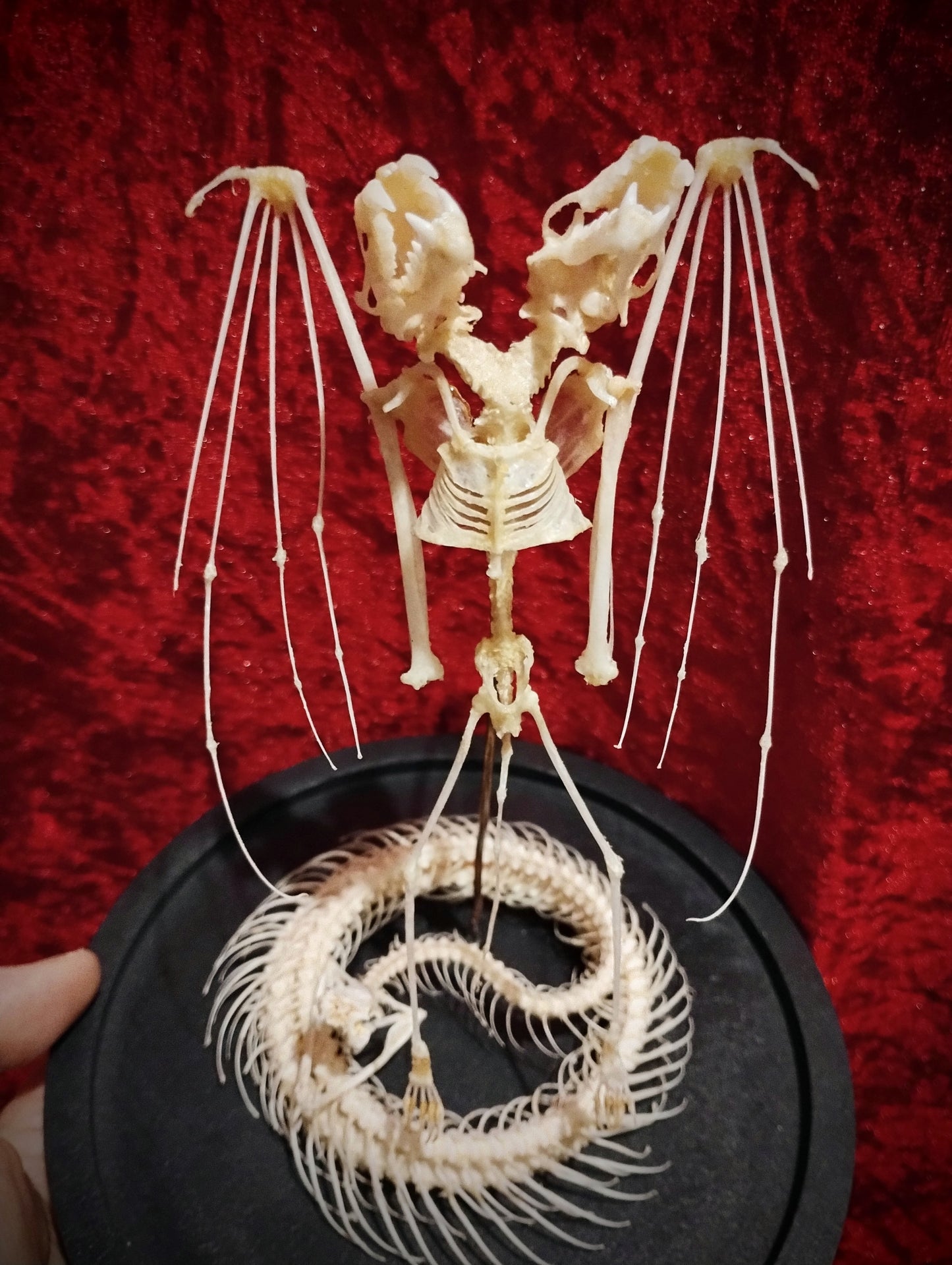 A two-headed Bat and Snake skeleton in globe