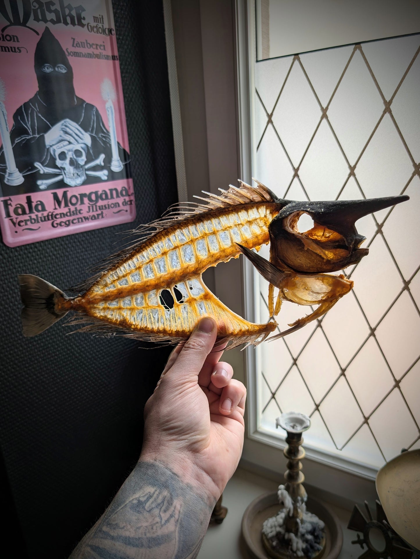 Naso brevirostris (Spotted Unicornfish) Skeleton 38cm