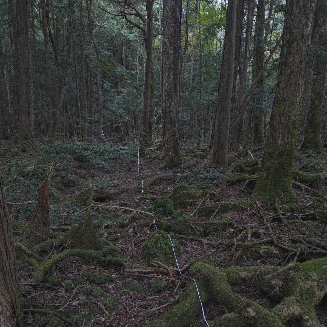 Rope from the Suicide Forest Aokigahara (Japan)