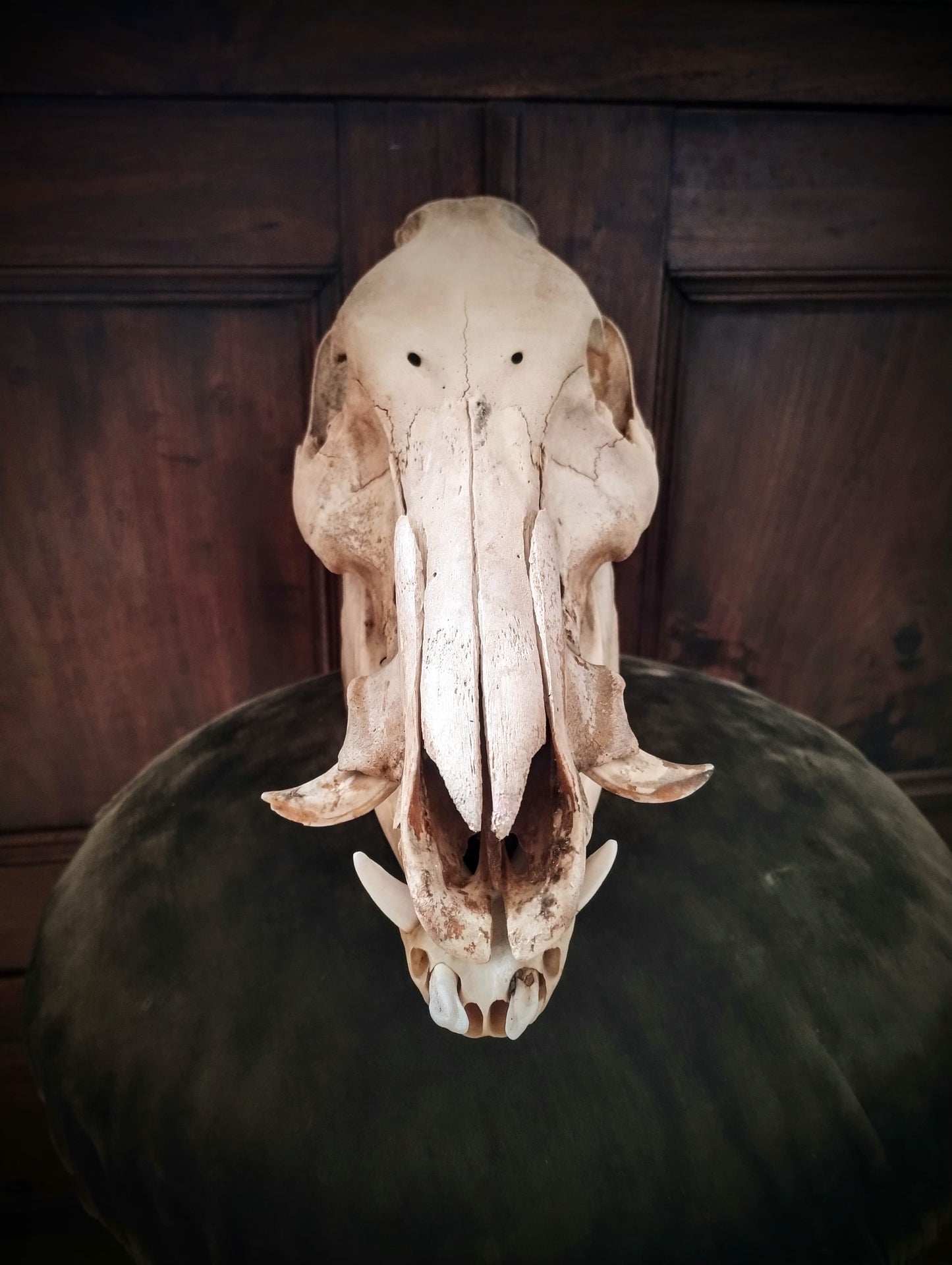 Wild Boar Skull