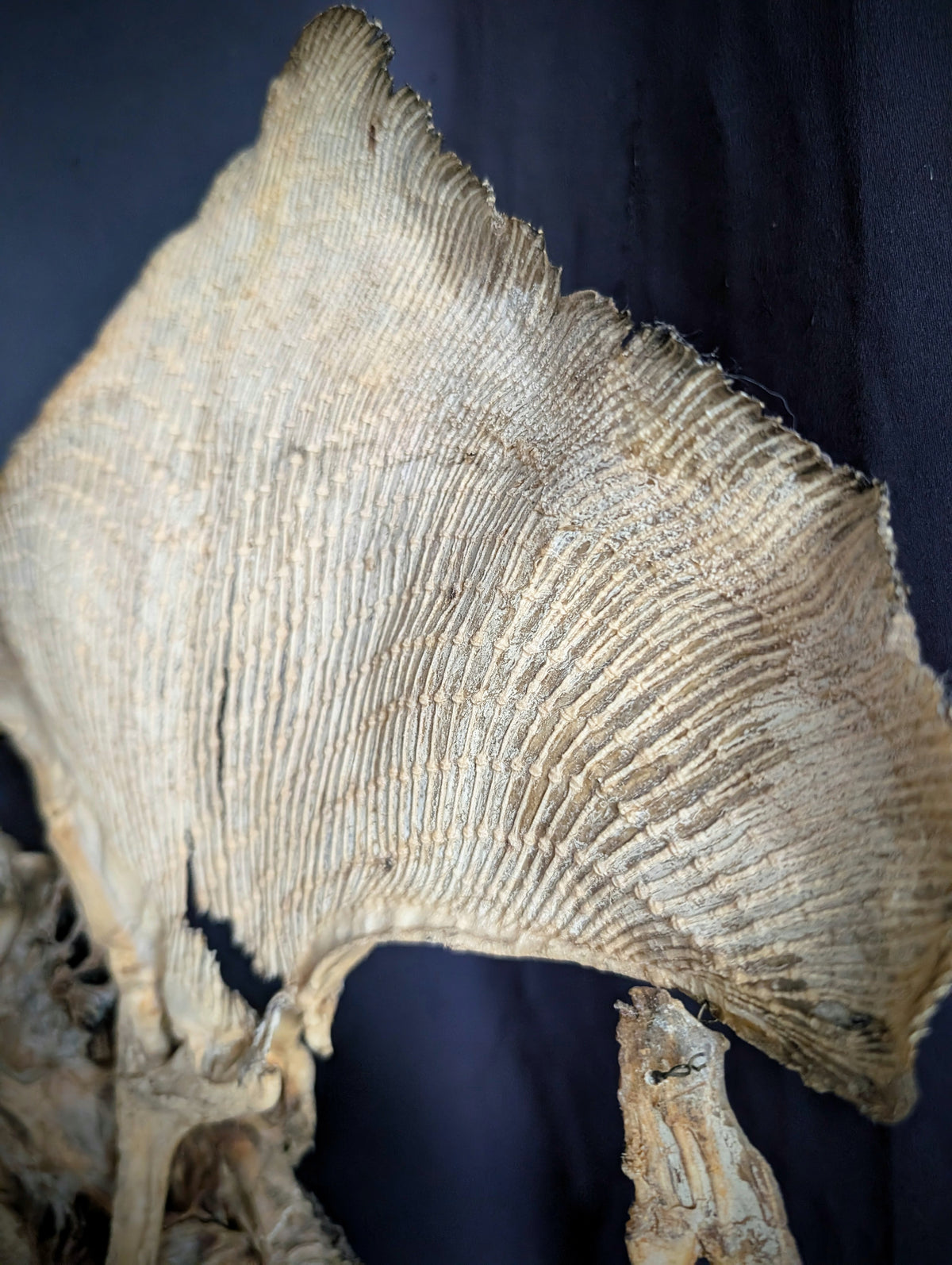Large Eagle Ray Skeleton on Stand – Early 20th Century