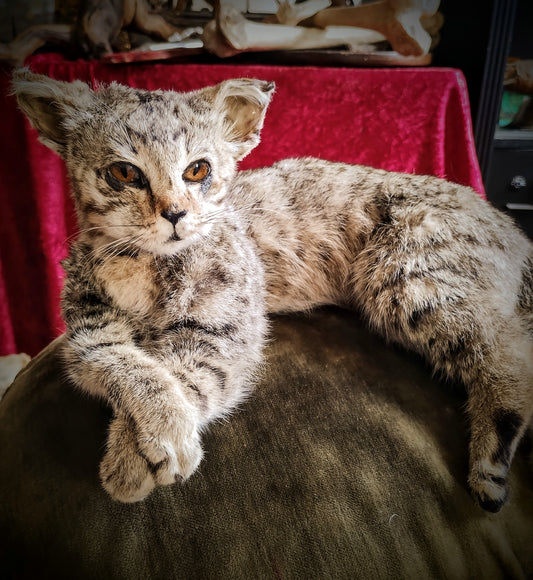 Cat Taxidermy full mount professionnal quality