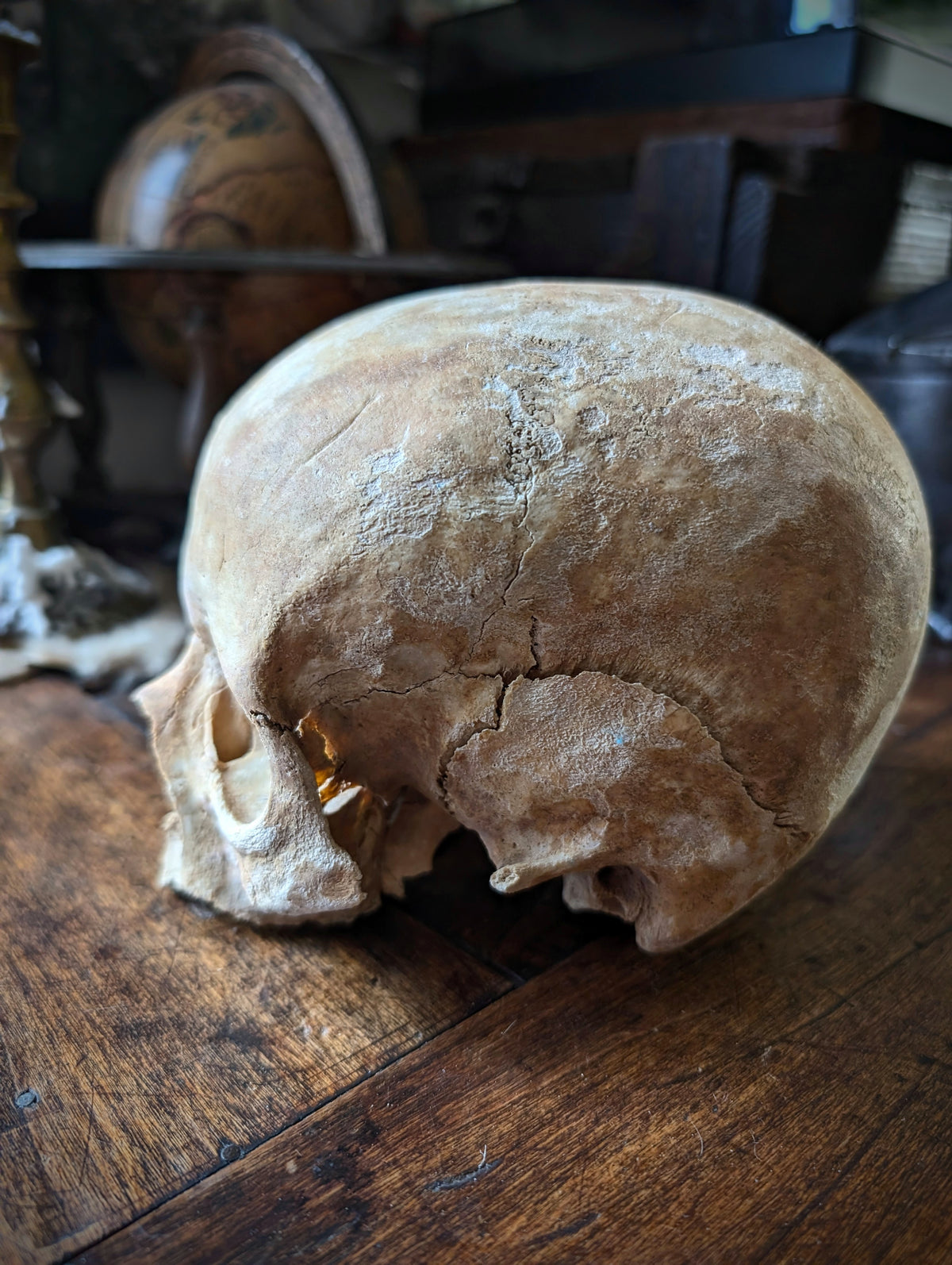 Antique female skull from Spain, late 19th century