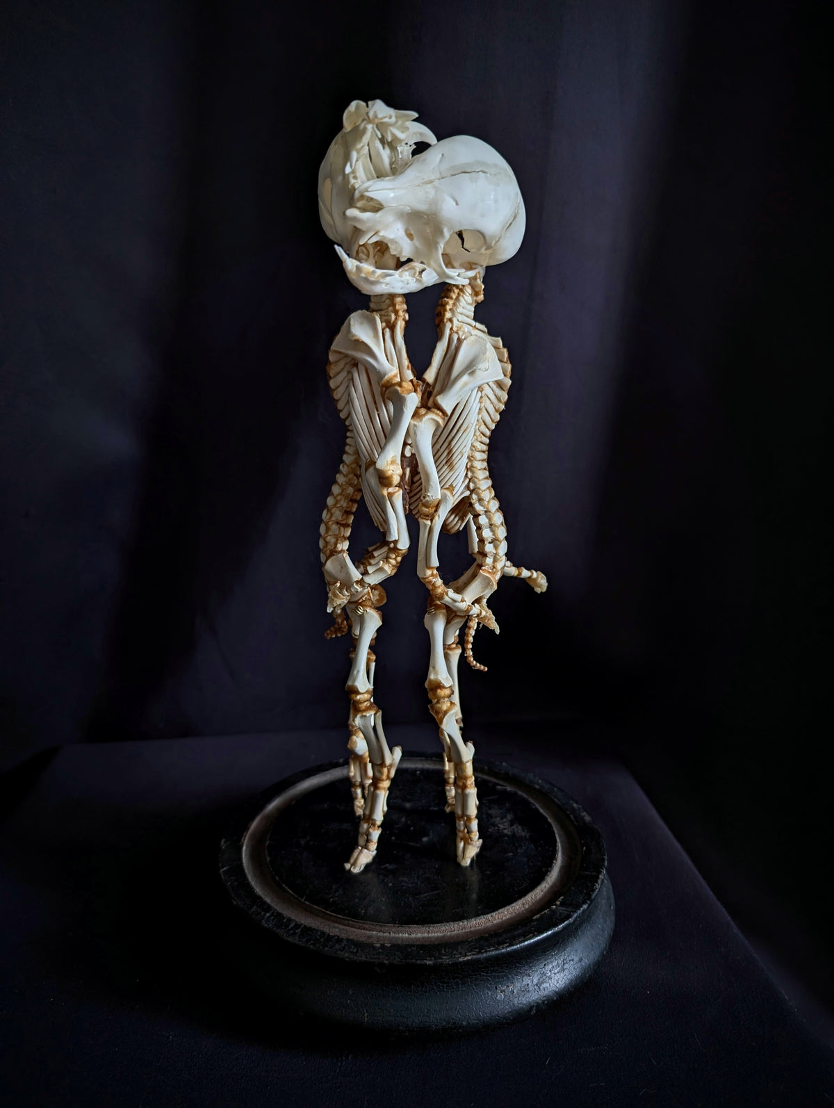 Rare Cephalopagus Pig Twin Skeleton "The Self-Devouring Form"
