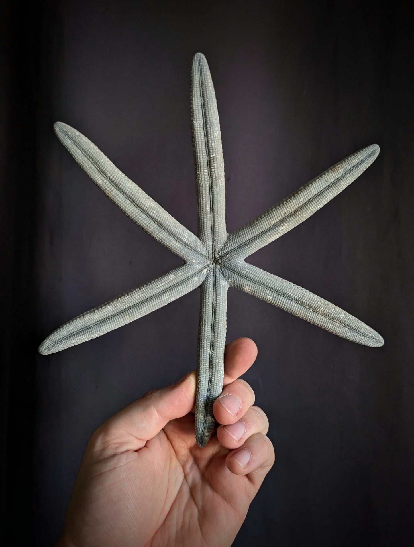 Linckia laevigata starfish from the Philippines with a natural anomaly (6 arms instead of 5)