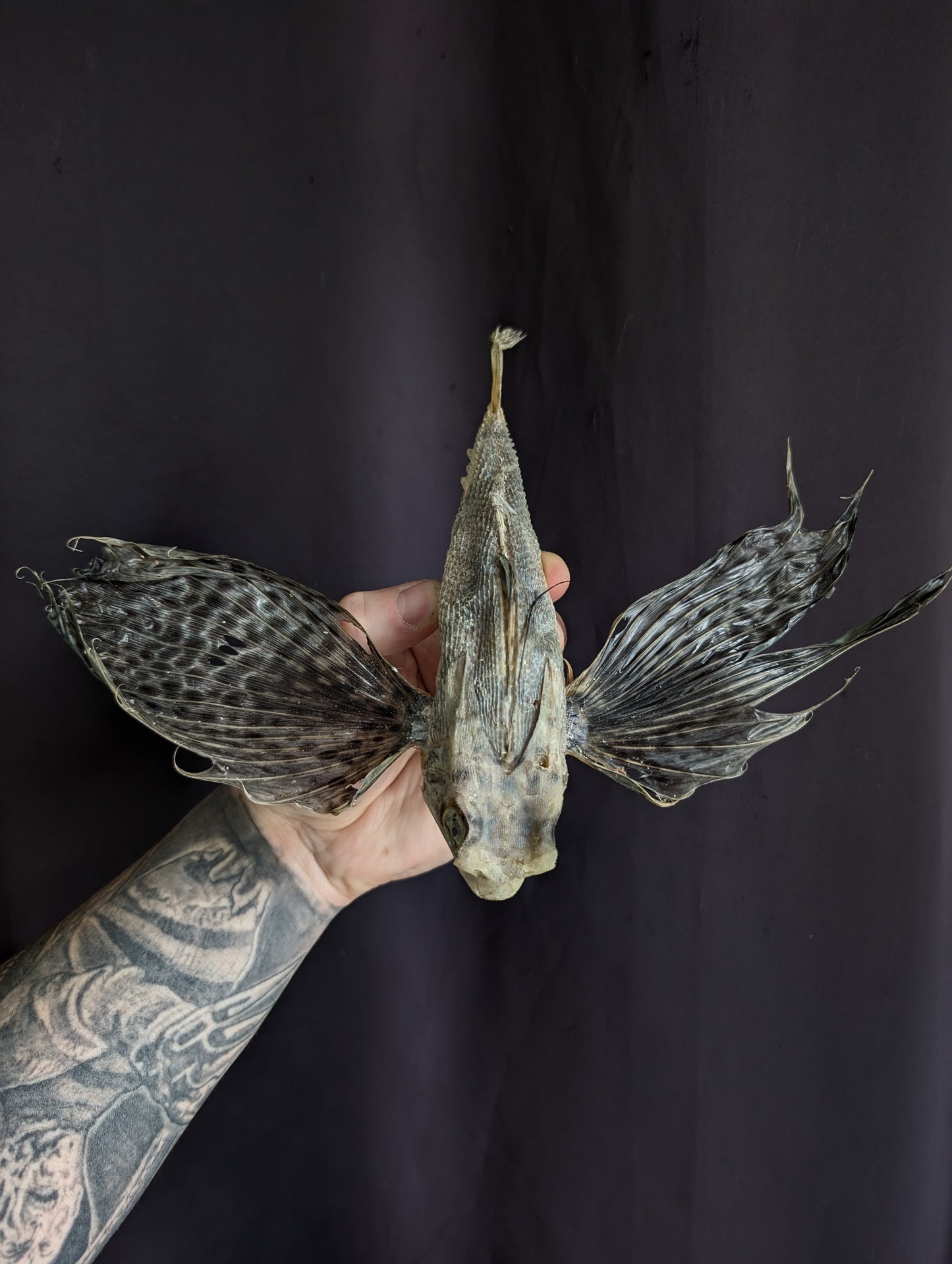 Old Rare Flying Fish taxidermy