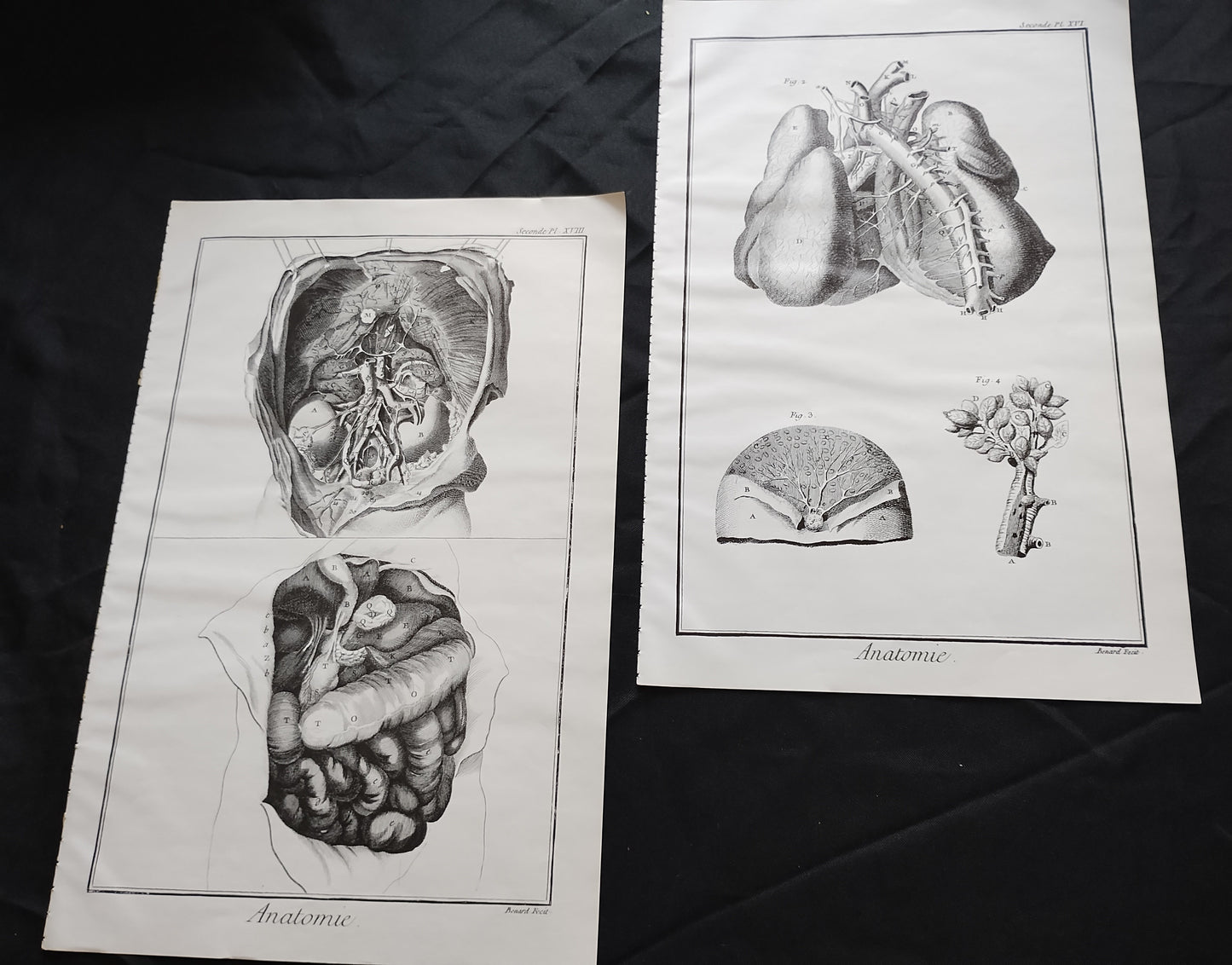 Old 19th anatomy lithograph set #5