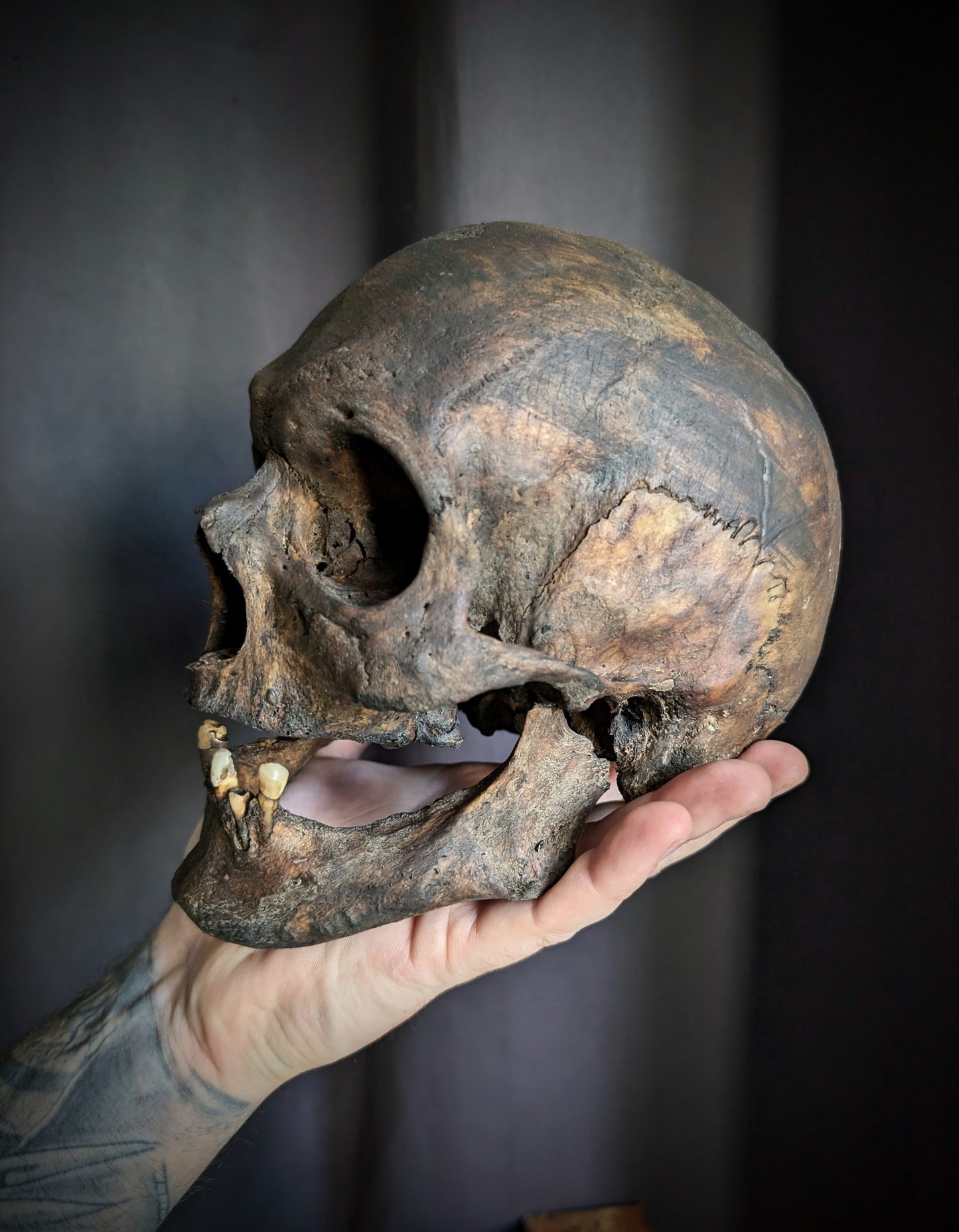 Antique skull with a beautiful dark patina and a broad mandible (from Italy late 19th century)