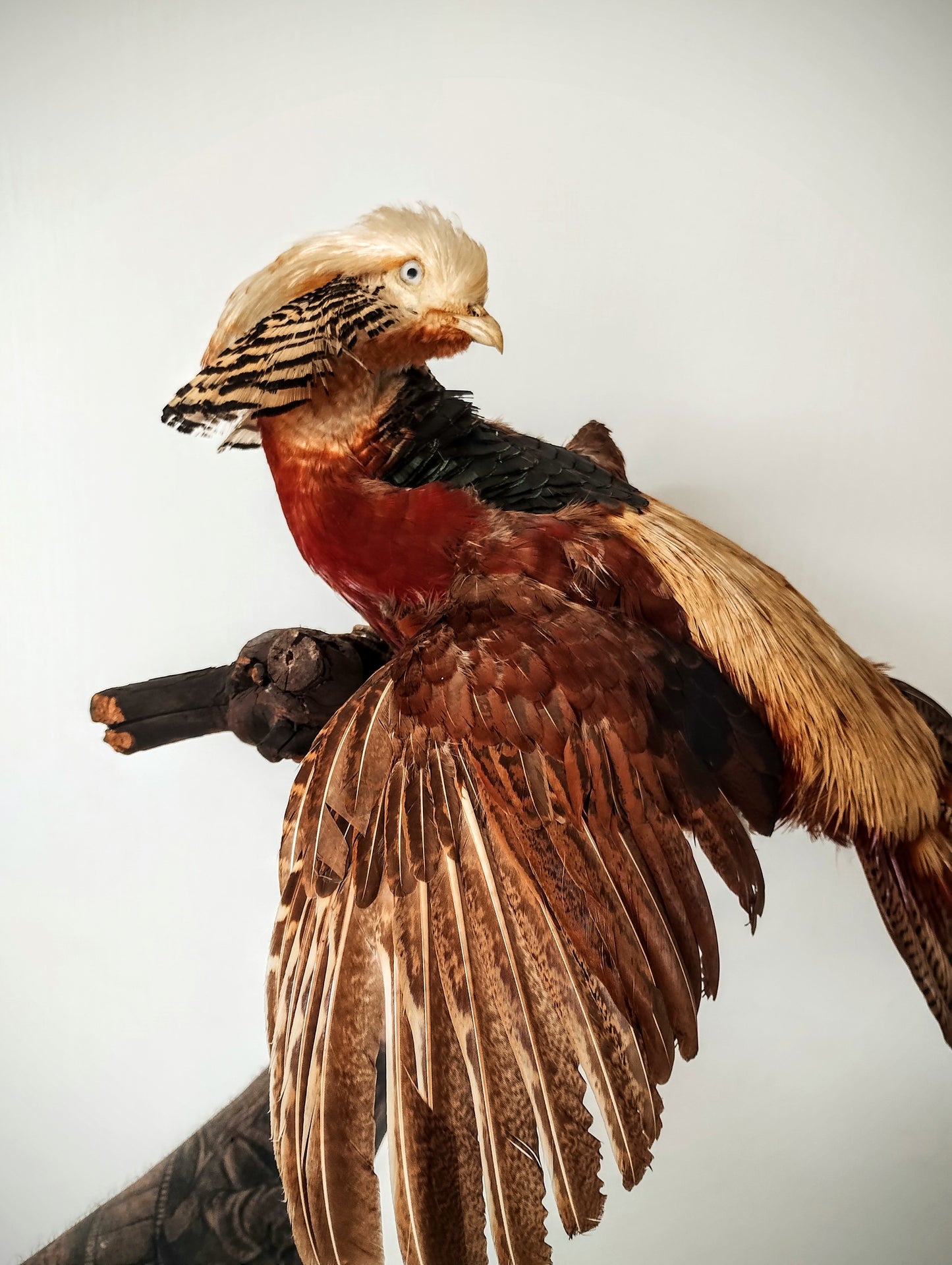 Golden pheasant taxidermy